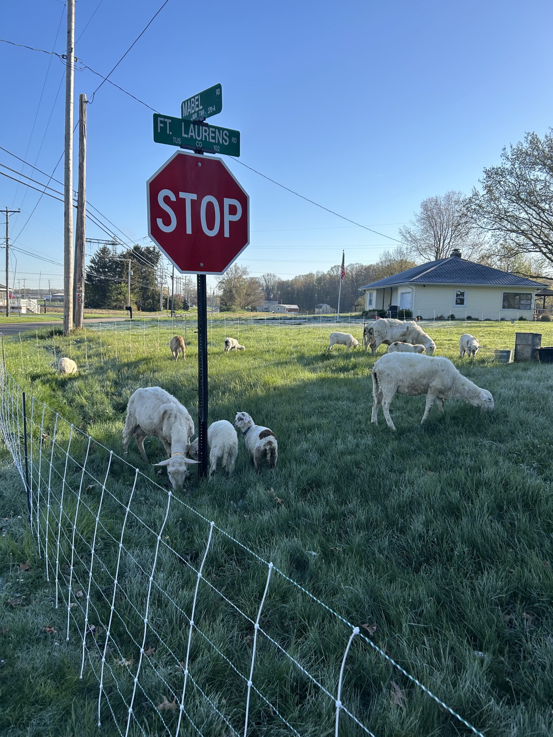 Sheep grazing around a stop sign, showing making the