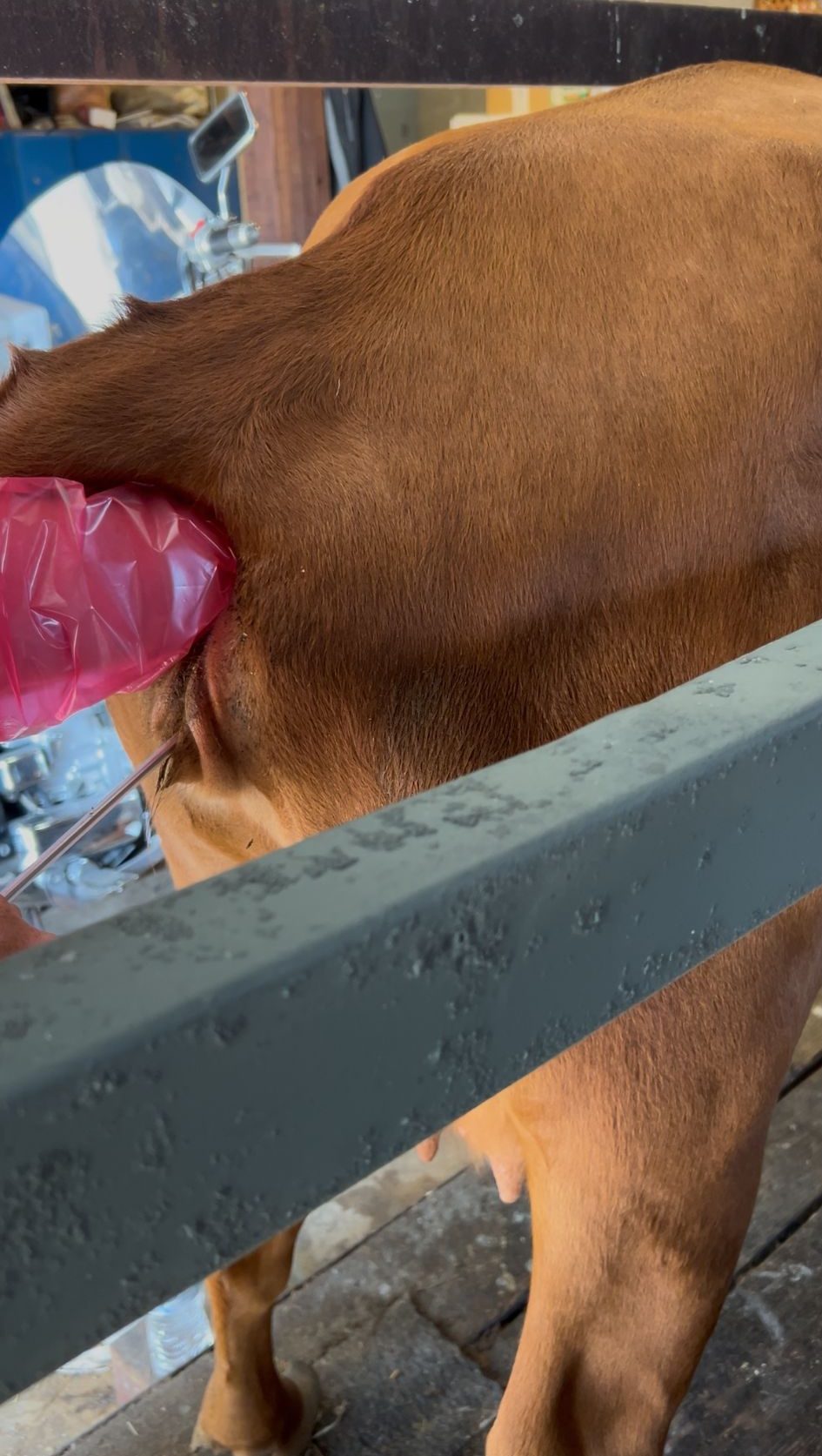 Image of artificial insemination process