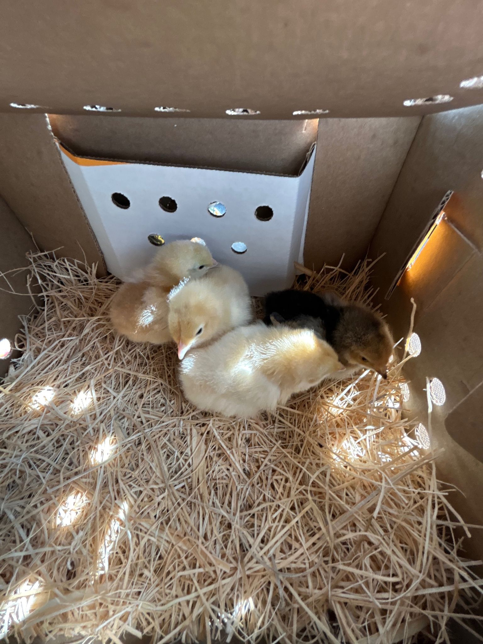 Chicks in carrier