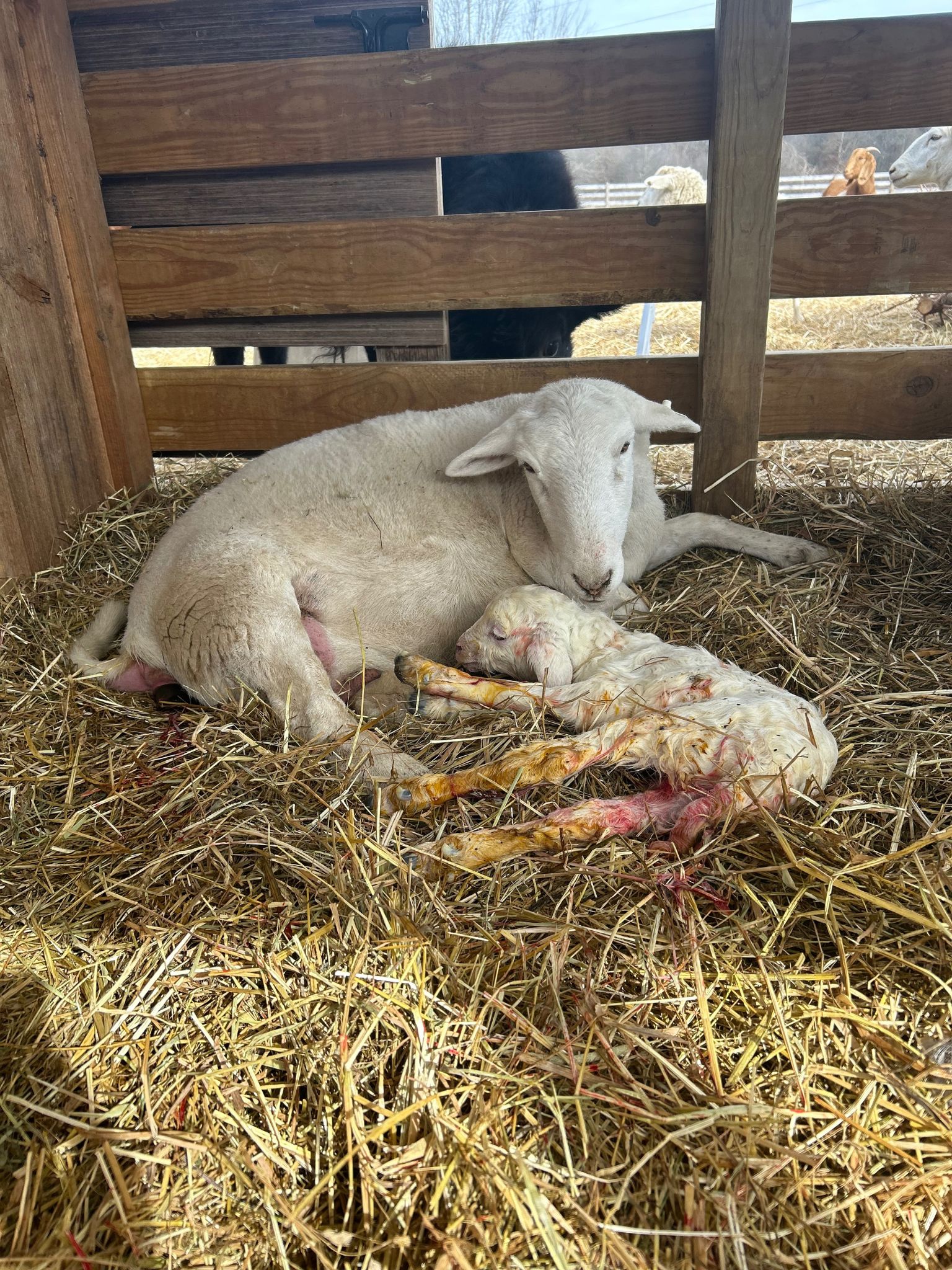 Ewe lambing