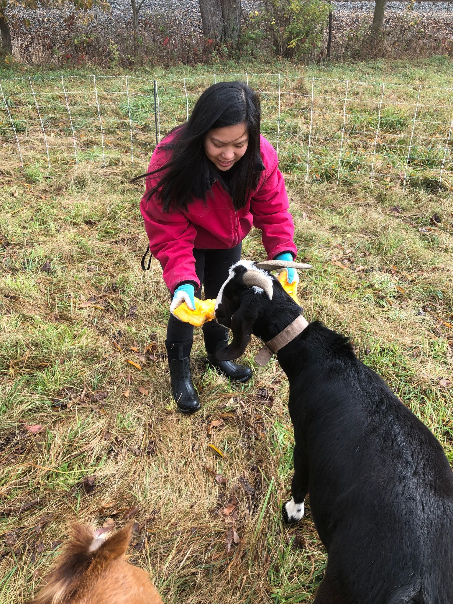 Naomi feeding pumpkin to goat