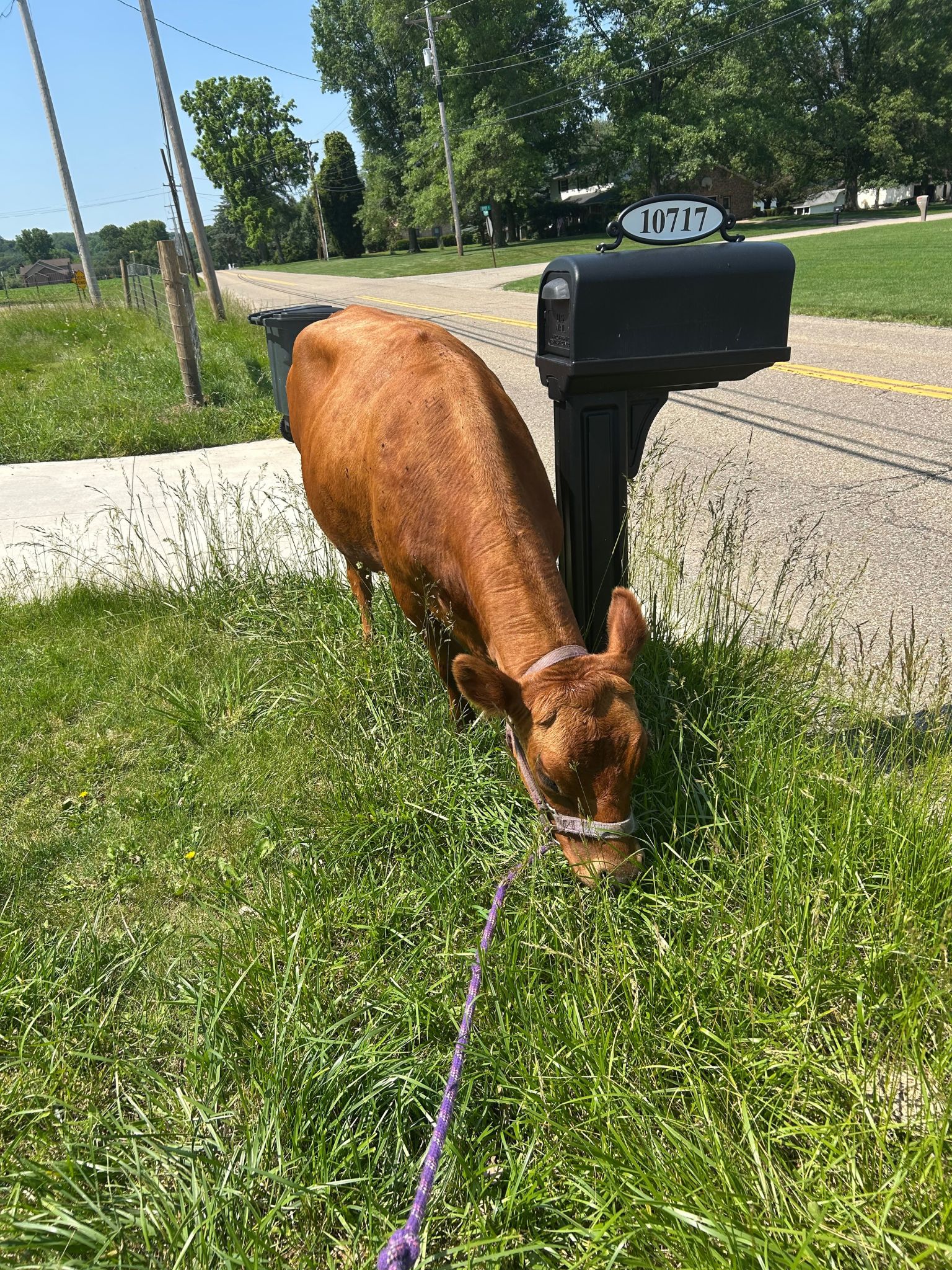 Cow on a lead grazing tall grass by the road