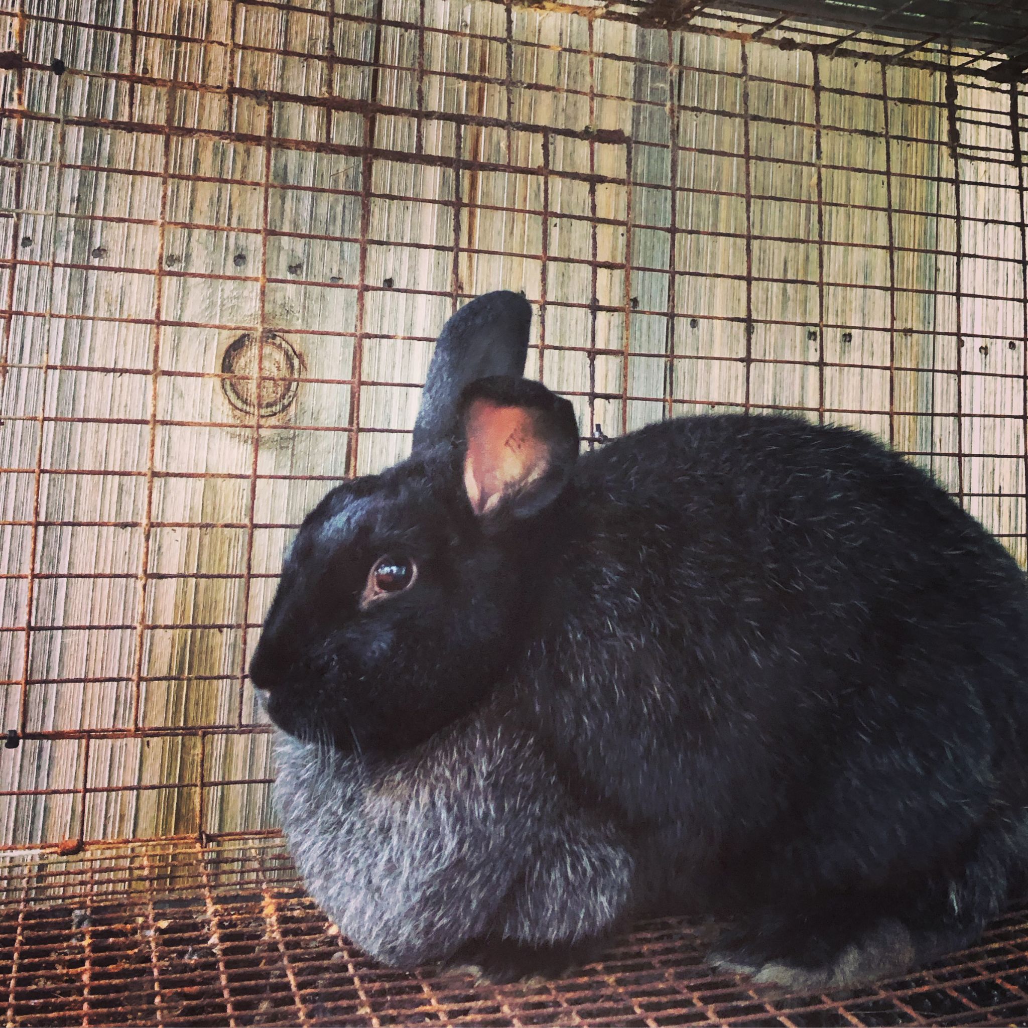 Rabbit