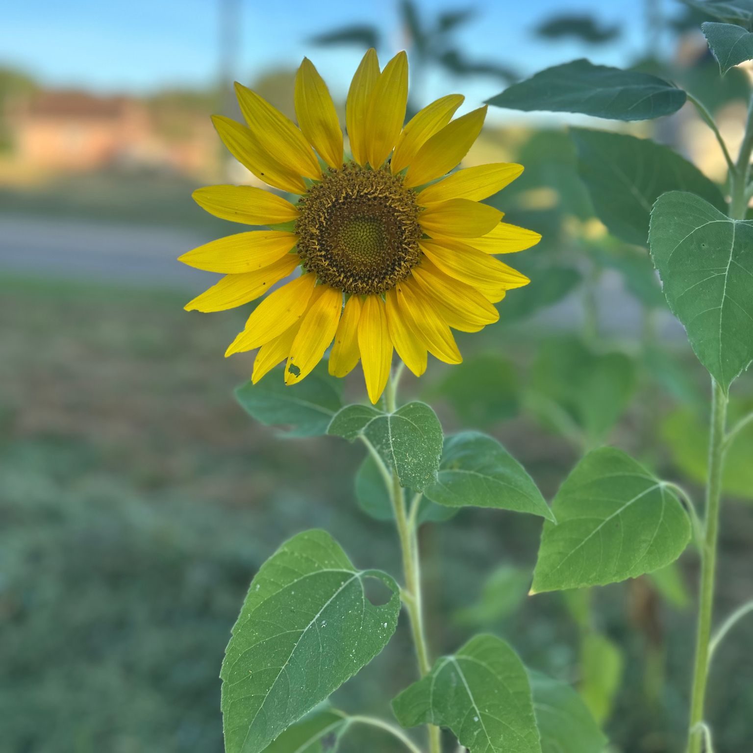Sunflower depicting hope after death The sunflower is used to be light to an otherwise heavy subject, death. It is a reminder to be hopeful in times of mourning.